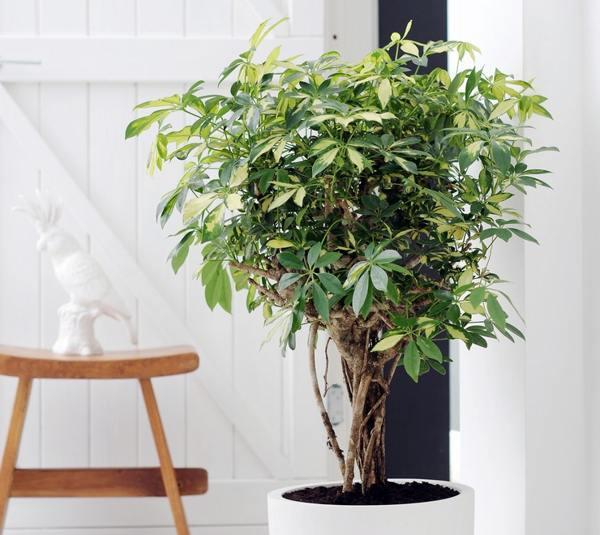 poglavarji v hišnih znakih 