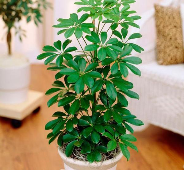 poglavar v hiši znamenj in vraževerja 