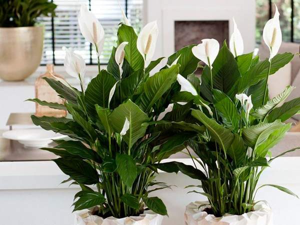 spathiphyllum predznaki in vraževerja 