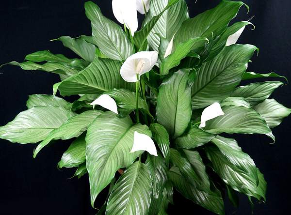 spathiphyllum ženska znamenja sreče 
