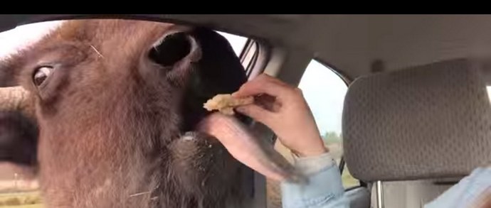 Tudi med divjimi bivoli naletijo prijazne in naklonjene živali.