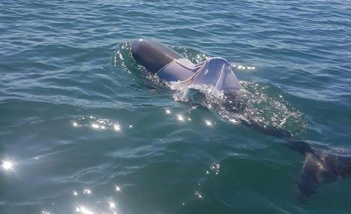 Delfin in majica, če sem iskren, nista par ...