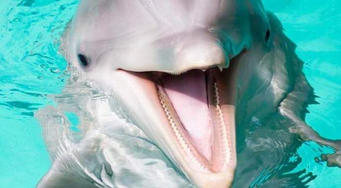 Delphin je lastniku vrnil pametni telefon, ki je padel v ocean