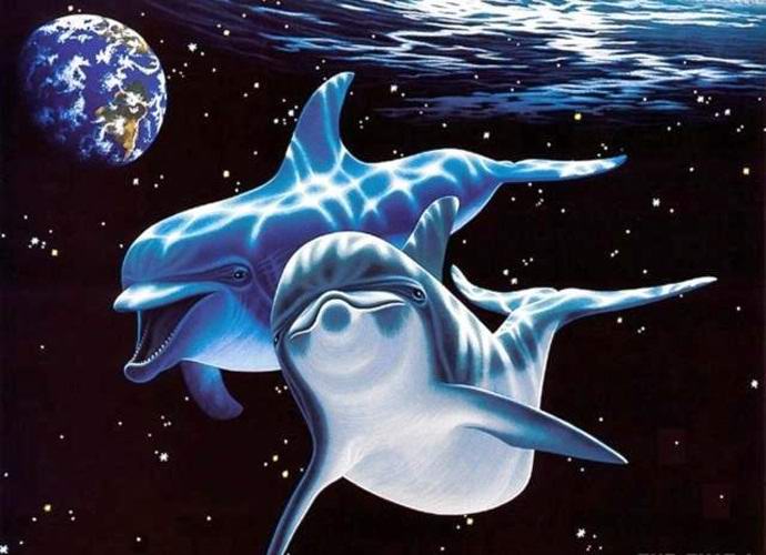 Ali so delfini tujci?