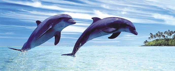 Delfini tvorijo majhne