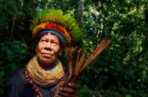 Drevored iz Brazilije