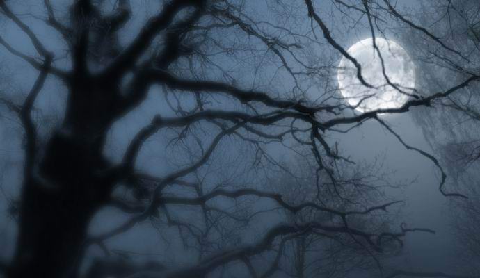 Drevesa zaspijo tudi, ko pade noč