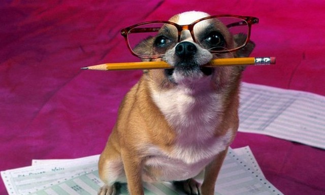 Deset najpametnejših živali po človeku