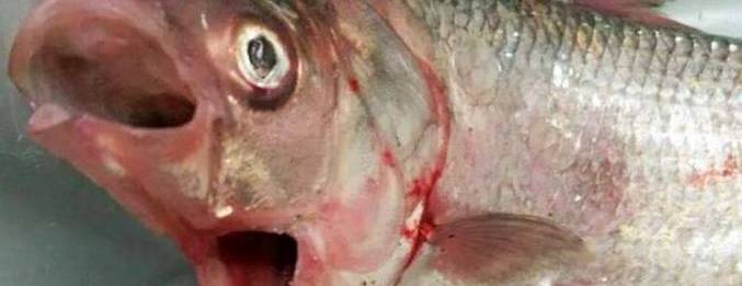 Tuja riba z dvema ustima