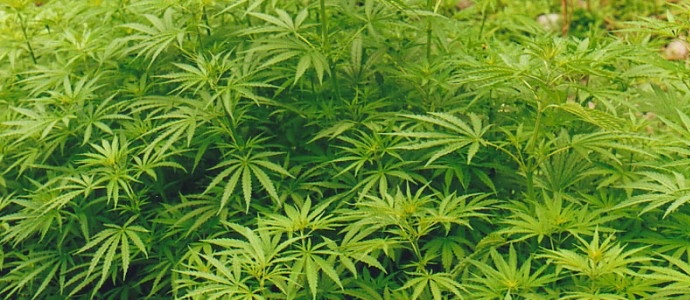 Direktor podjetja Krasnoyarsk je v pohištveni delavnici gojil konopljo.