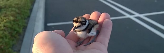 Prijaznost rešuje svet