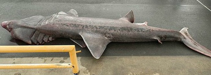 Prazgodovinski morski pes - redek uspeh ribičev in znanstvenikov