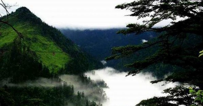 Dolina črnega bambusa