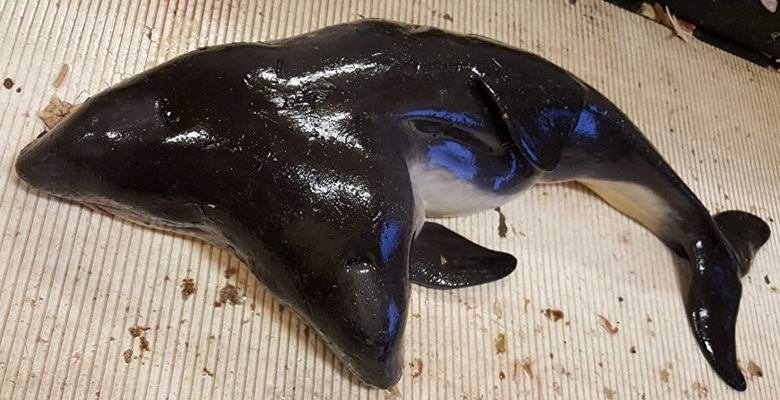 Dvoglavi delfin, ki ga je ujela Nizozemska