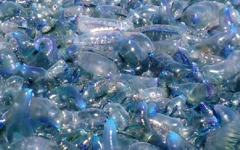 Zemljin ekosistem propada