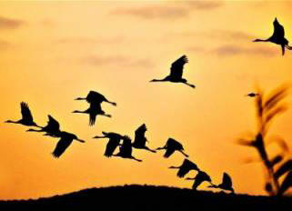 Strokovnjaki opozarjajo: