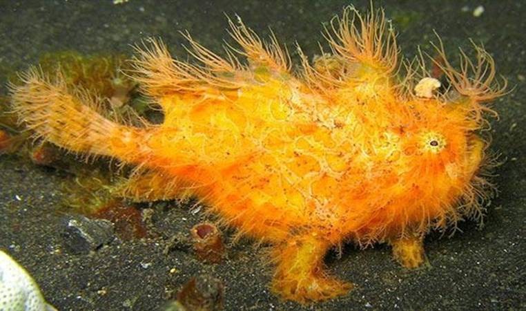 Še eno naravno čudo: Super hitrosti žabe in mravlje