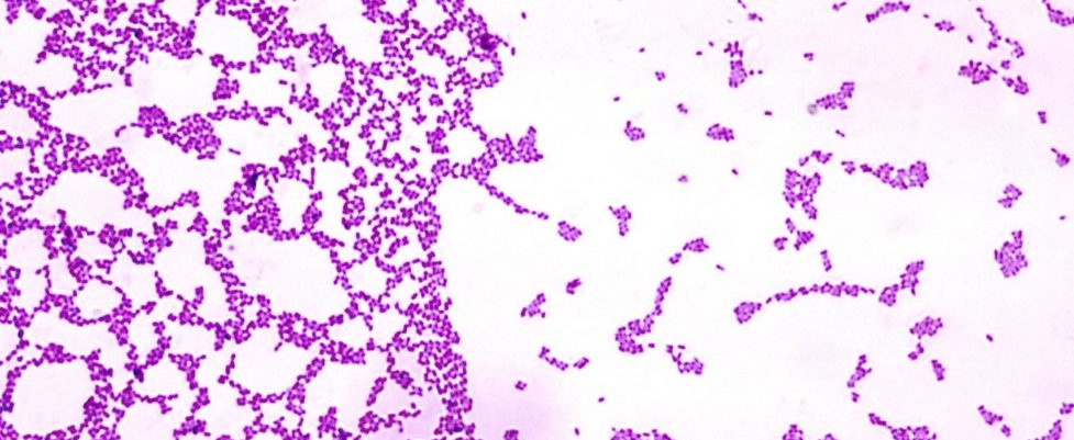 Presenetljive podobnosti so, kako bakterije in ljudje tvorijo kolonije 