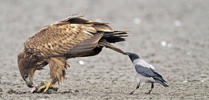 Te nagajive in tvegane vrane