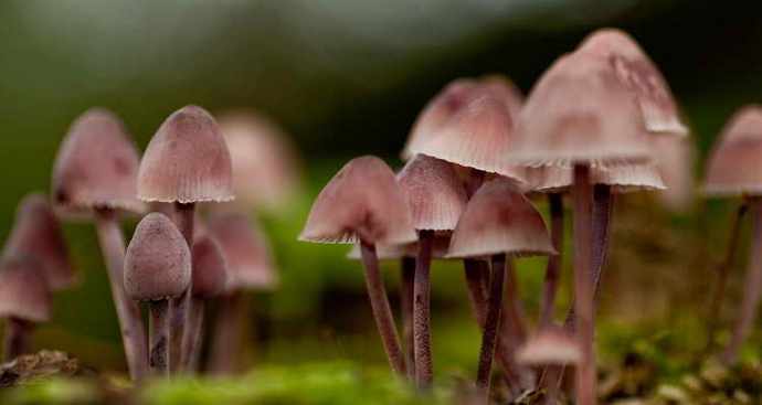 Te neverjetne in skrivnostne gobe