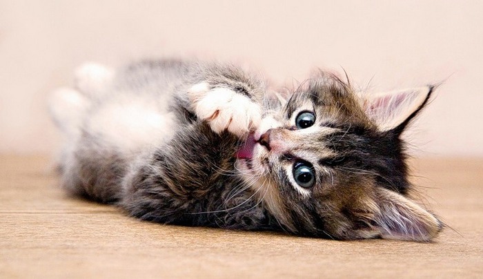 Te smešne mačke so kot da so vse pretvarjajo.