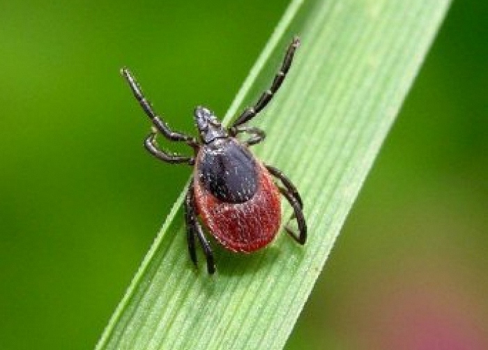 Evropo bo morda prizadel nepremagljiv smrtonosni virus.