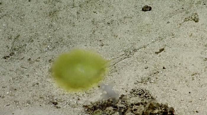 Fantastično ustvarjanje globokega morja