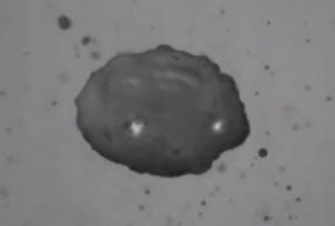 Fiziki so se naučili nadzirati akustično levitacijo. Video.