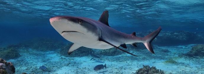 Francoz je morskega psa javno raztrgal