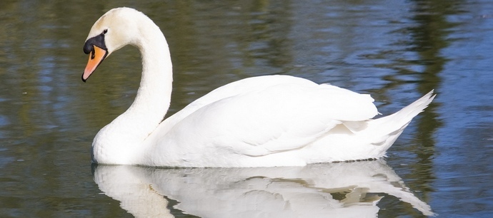 Grdi raček se spet spremeni v čudovitega Laboda.