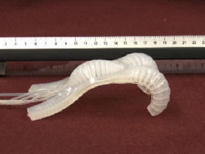 mehki robot flexibot-1322569462509