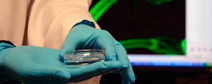 Mladinski gen lahko človeku podaljša življenje za en in polkrat.