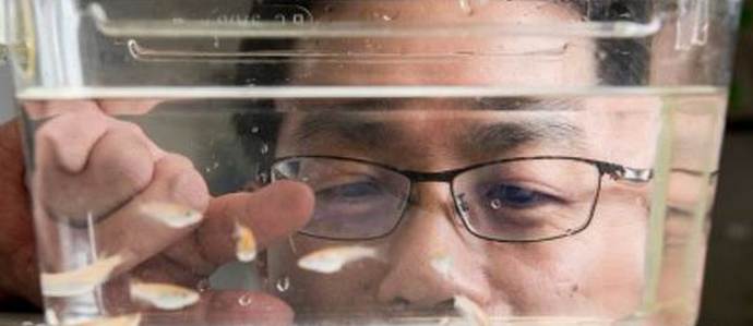 Gravitacijski uporni gen