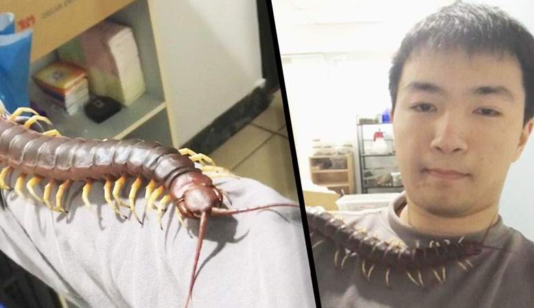 Velikanska millipeda je postala tajvanski ljubljenček