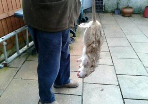 V Veliki Britaniji grozljive podgane, ki se mutirajo, se razmnožujejo.