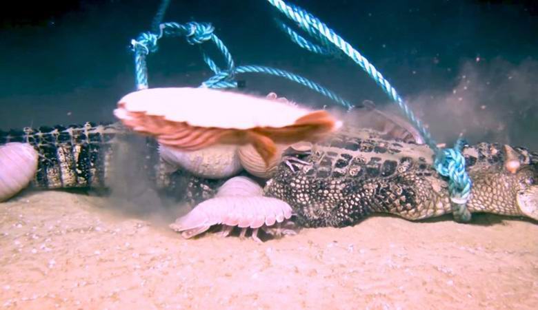 Ogromni raki se zlahka spopadajo z aligatorji