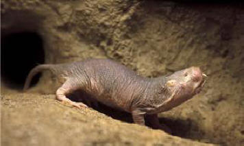 Gola mol podgana je znanstvenikom pomagala narediti ogromen korak k ustvarjanju zdravila za raka.