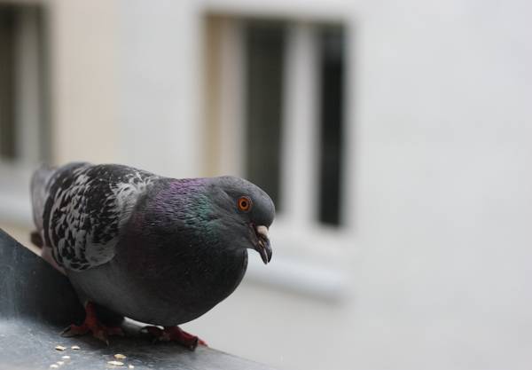 skozi okno je priletel golob: znak 