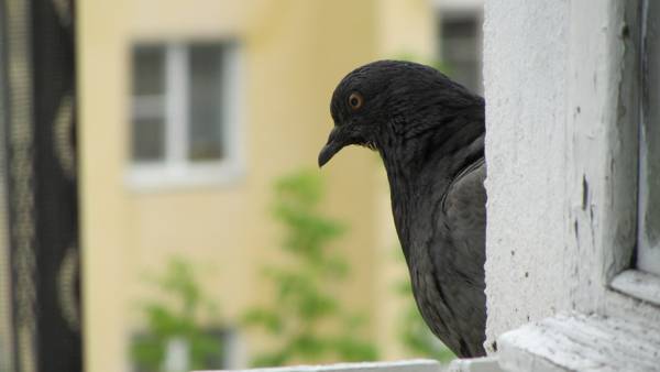 golob je letel skozi okno 