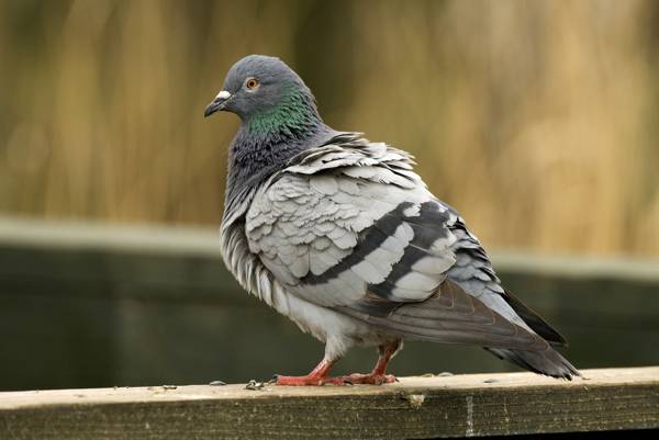 je golob priletel v stanovanje 