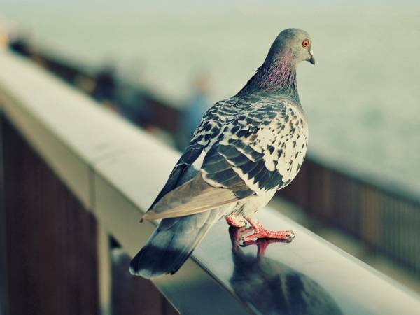 skozi okno je letel golob 