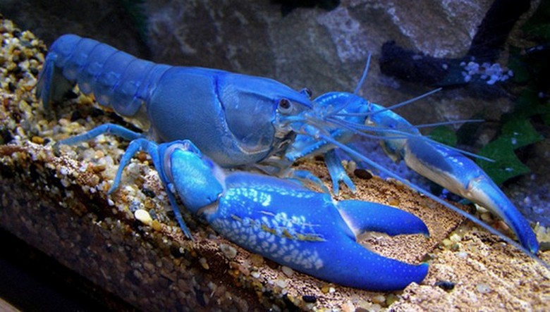 Modre pošasti napadajo Ukrajince