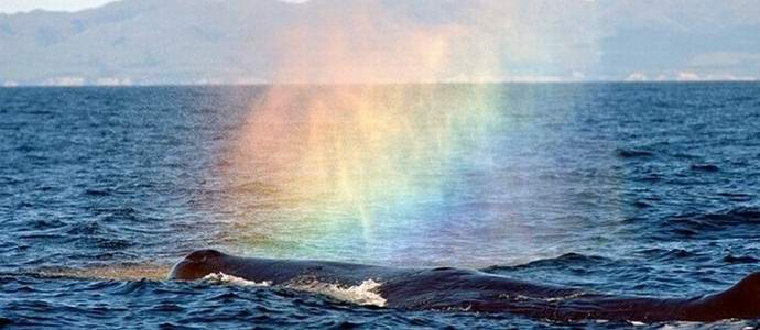 Grbast kit je navdušil turiste s sproščanjem mavrice v zrak