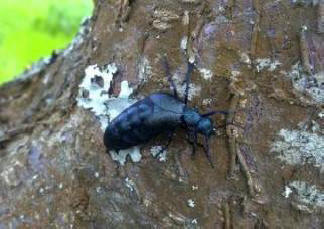 Mesta prihodnosti bodo polna žuželk