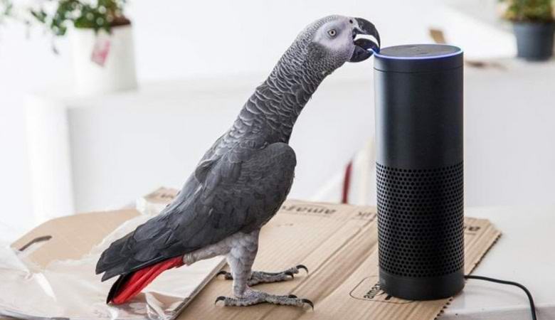 Govorilni papagaj je paket naročil prek interneta.