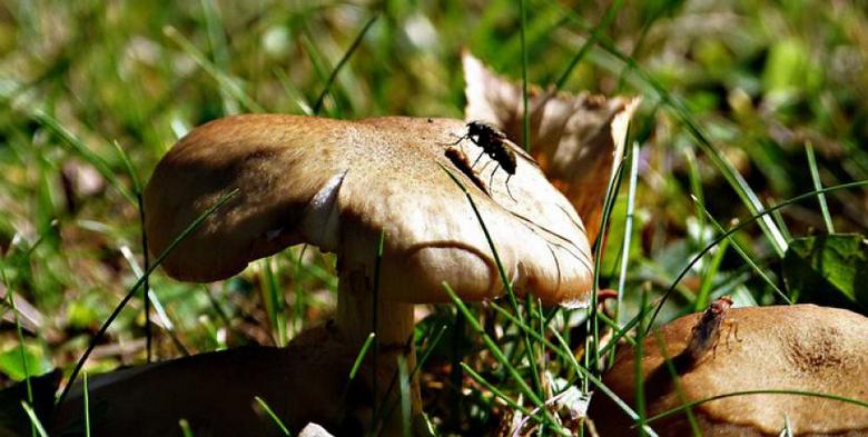 Goba parazit poje možgane svoje žrtve