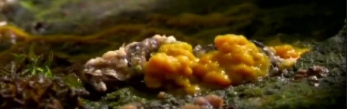 Gobe tujci in kolektivni gobski um