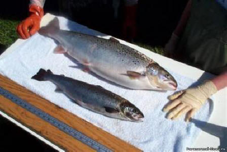 Himere našega časa