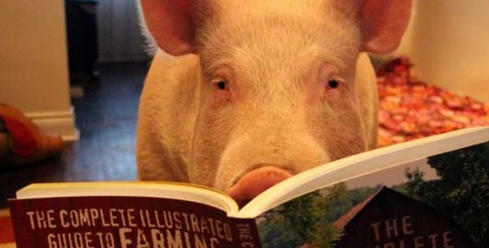 Bi radi dobili pametnega hišnega ljubljenčka? Dobite prašiča!