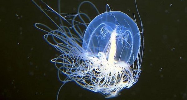 Njihova preživetje je mogoče zavidati.